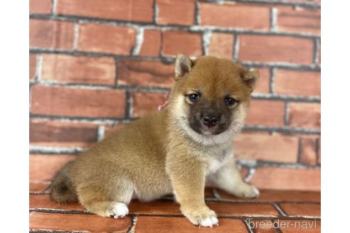 成約済の福岡県の豆柴-195170の7枚目
