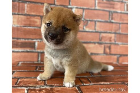 成約済の福岡県の豆柴-195170の8枚目