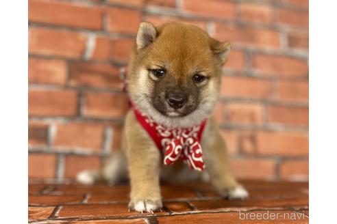 成約済の福岡県の豆柴-195170の9枚目