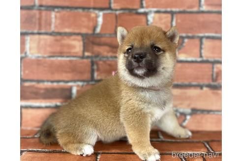 成約済の福岡県の豆柴-195170の10枚目