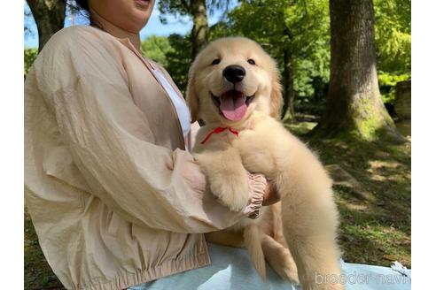 成約済の岐阜県のゴールデンレトリーバー-195196の7枚目