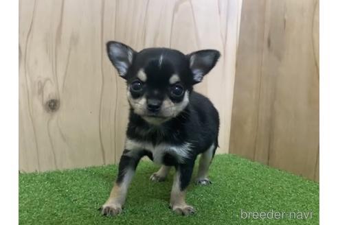 成約済の愛知県のチワワ(スムースコート)-195199