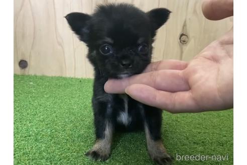 成約済の愛知県のチワワ(ロングコート)-195201