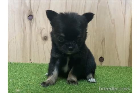 成約済の愛知県のチワワ(ロングコート)-195201の2枚目