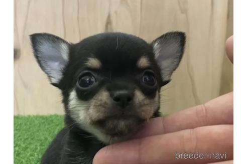 成約済の愛知県のチワワ(スムースコート)-195205の2枚目