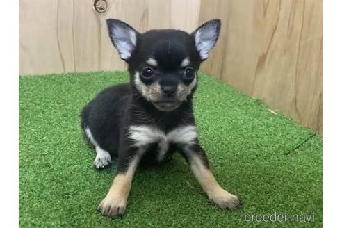 成約済の愛知県のチワワ(スムースコート)-195205の3枚目