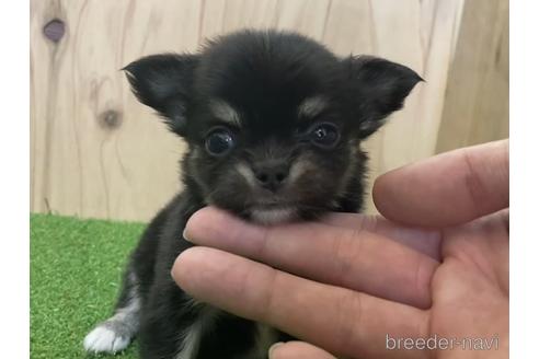 成約済の愛知県のチワワ(ロングコート)-195212の1枚目