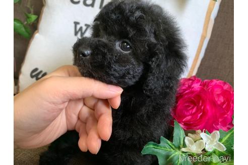 成約済の埼玉県のタイニープードル-195238の3枚目