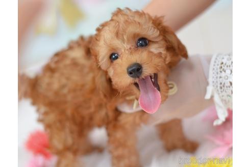 成約済の埼玉県のタイニープードル-188026の3枚目