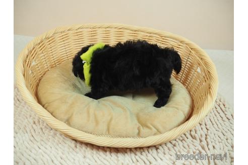 成約済の埼玉県のマルプー:マルチーズ×トイプードル-195326の2枚目