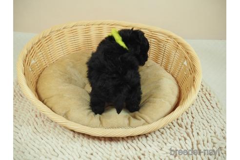 成約済の埼玉県のマルプー:マルチーズ×トイプードル-195326の3枚目