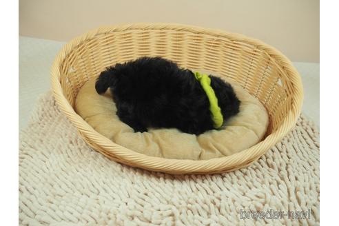 成約済の埼玉県のマルプー:マルチーズ×トイプードル-195326の4枚目