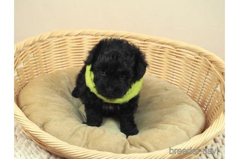 成約済の埼玉県のマルプー:マルチーズ×トイプードル-195326の5枚目