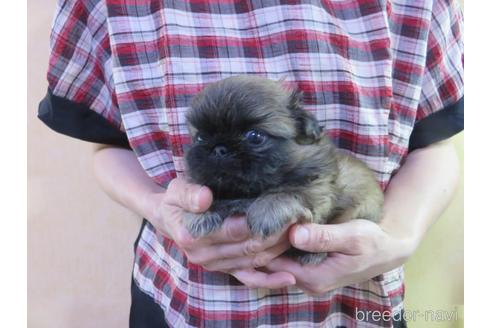 成約済の愛知県のペキニーズ-190373の20枚目