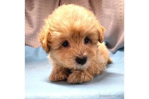 成約済の茨城県のミックス犬-193415の1枚目