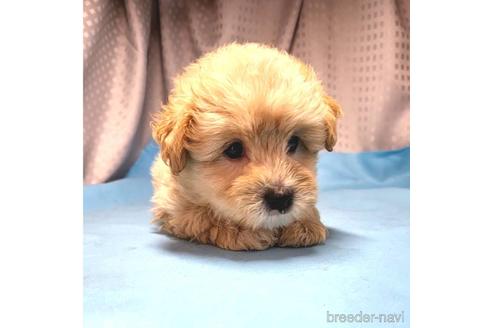 成約済の茨城県のミックス犬-193415の2枚目