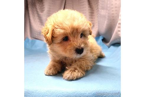 成約済の茨城県のミックス犬-193415の3枚目
