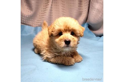 成約済の茨城県のミックス犬-193415の5枚目