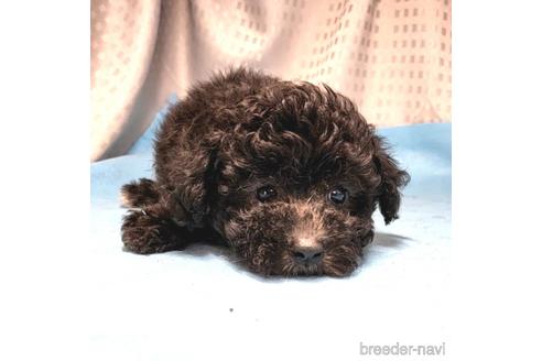 成約済の茨城県のミックス犬-193416の2枚目