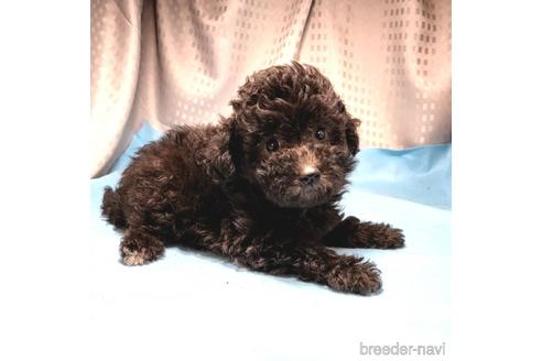 成約済の茨城県のミックス犬-193416の3枚目