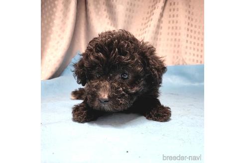 成約済の茨城県のミックス犬-193416の4枚目