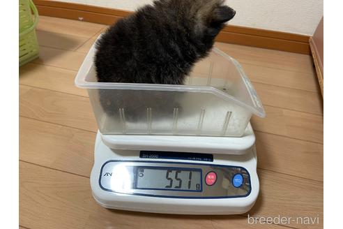 成約済の千葉県のポメラニアン-193710の4枚目