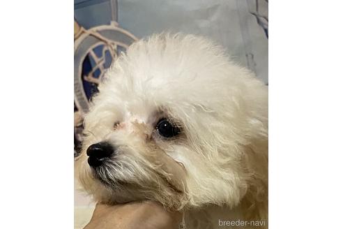 成約済の福岡県のタイニープードル-190906の2枚目