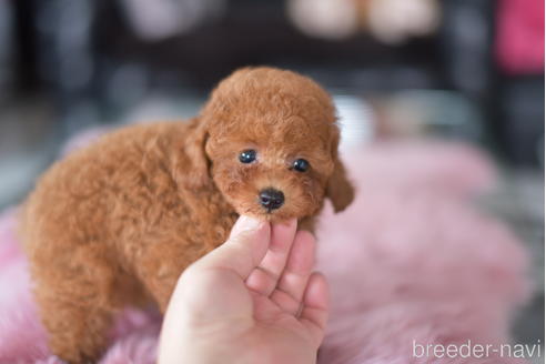 成約済の茨城県のタイニープードル-193582の6枚目