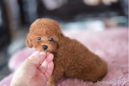成約済の茨城県のタイニープードル-193582の5枚目