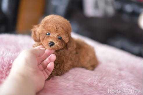 成約済の茨城県のタイニープードル-193582の4枚目