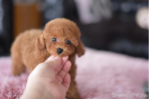 成約済の茨城県のタイニープードル-193582の3枚目