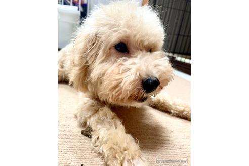 成約済の東京都のミックス犬-176789の8枚目