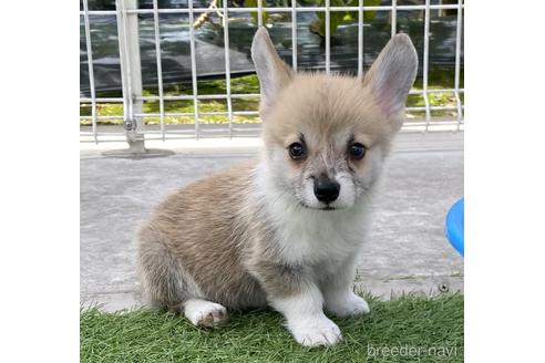 成約済の石川県のウェルシュコーギーペンブローク-195485の60枚目