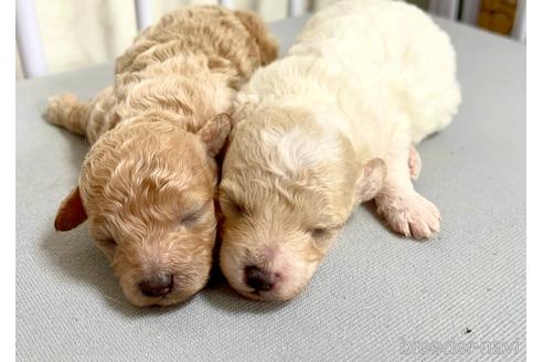 成約済の東京都のミックス犬-194278の59枚目