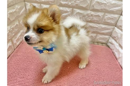 成約済の岡山県のポメラニアン-195557の3枚目