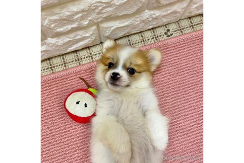 成約済の岡山県のポメラニアン-195557の1枚目