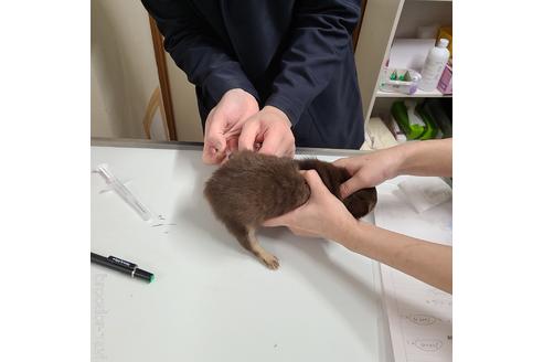 成約済の愛知県のチワワ(ロングコート)-193267の6枚目