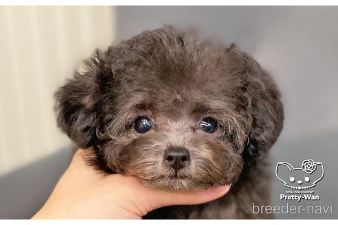 成約済の愛知県のタイニープードル-187601