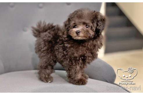 成約済の愛知県のタイニープードル-187601の2枚目