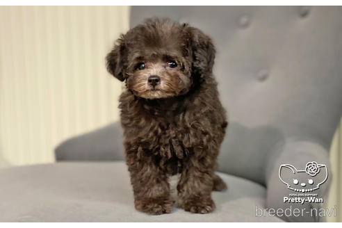 成約済の愛知県のタイニープードル-187601の3枚目