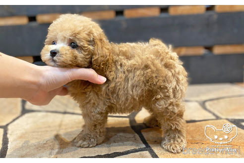 成約済の愛知県のタイニープードル-195571の3枚目