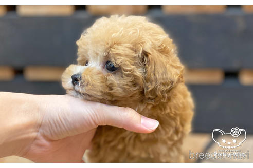 成約済の愛知県のタイニープードル-195571の4枚目
