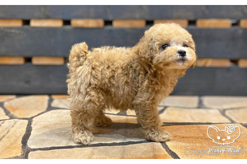 成約済の愛知県のタイニープードル-195571の5枚目