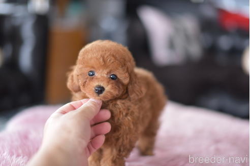 成約済の茨城県のタイニープードル-193582の1枚目