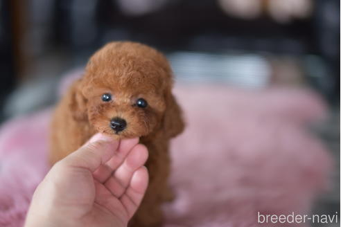 成約済の茨城県のタイニープードル-193582の2枚目