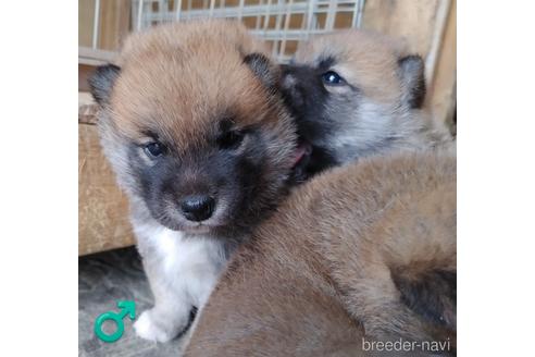 成約済の埼玉県の柴犬-193449の3枚目