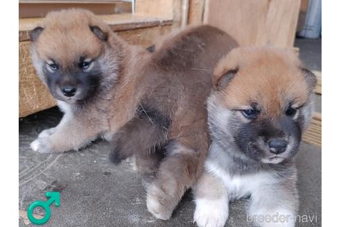 成約済の埼玉県の柴犬-193449の2枚目
