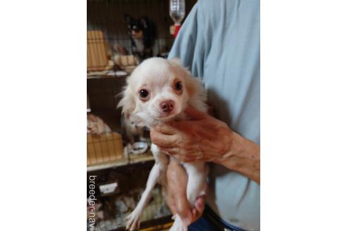 成約済の京都府のチワワ(ロングコート)-171676の2枚目