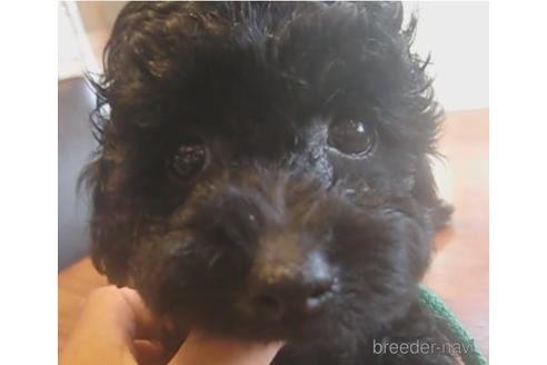 子犬