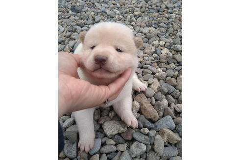 成約済の北海道の柴犬-195604の5枚目